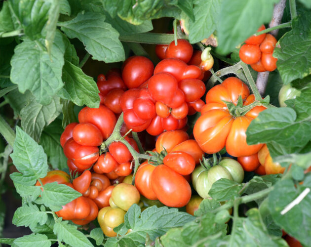 Tricks for Finding Heirloom Seeds